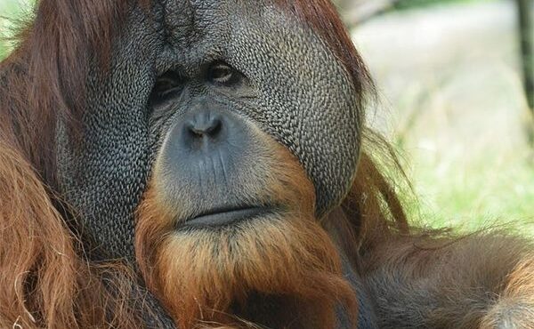 Borneo