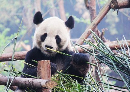 Panda comiendo Bambu en Chengdu